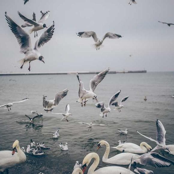richard bach Quotes About Family,Blood,Bonding