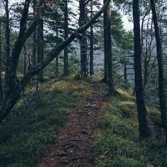 ralph waldo emerson Quotes Clever,Action,Inspirational Life