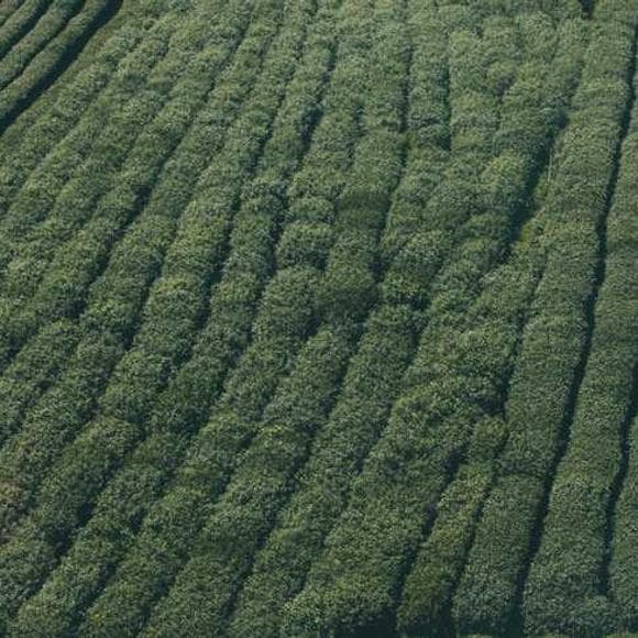 wendell berry Quotes Adapted,Impressive,May