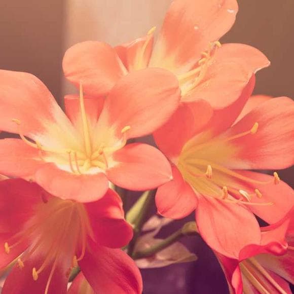 melanie klein Quotes Ambitious,Spite,Satisfied