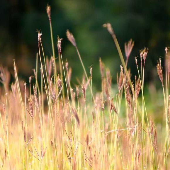 nathalia crane Quotes Ancient,Simplicity