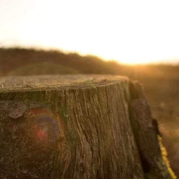 norman maclean Quotes And Love,Luminous,Elude Us