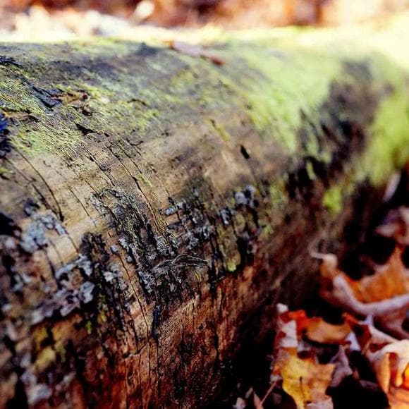 thomas burnet Quotes Dangerous,Authority,Natural World