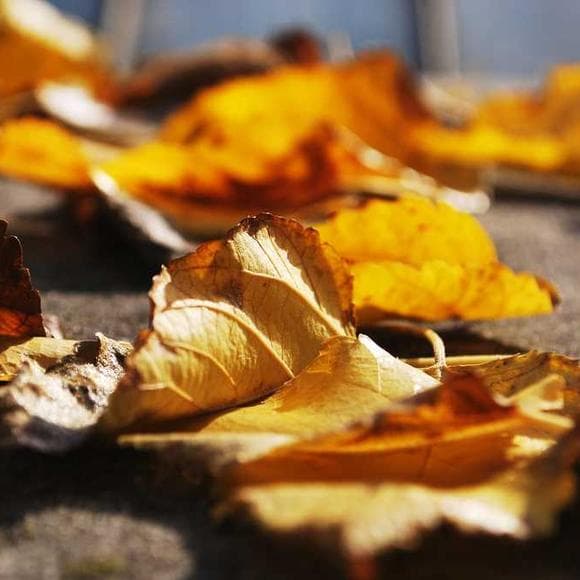 percy bysshe shelley Quotes Fleeing,Wind,November