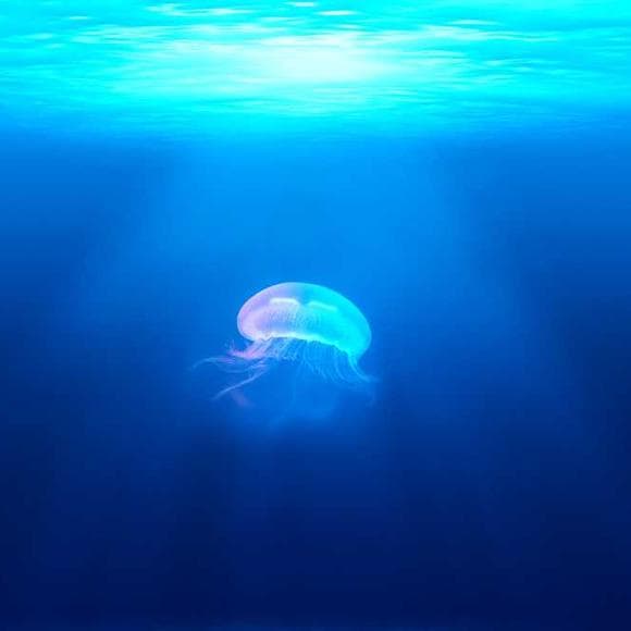 jacques yves cousteau Quotes Basements,Sea,Bargains