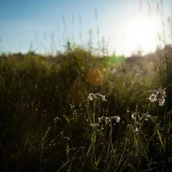 waris dirie Quotes Living Things,Desert,Blooming Flower