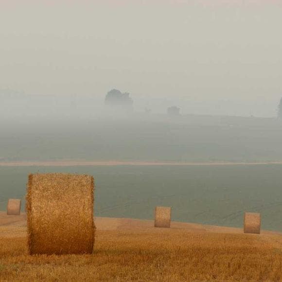 george arnold Quotes Pale,Green,Reeds