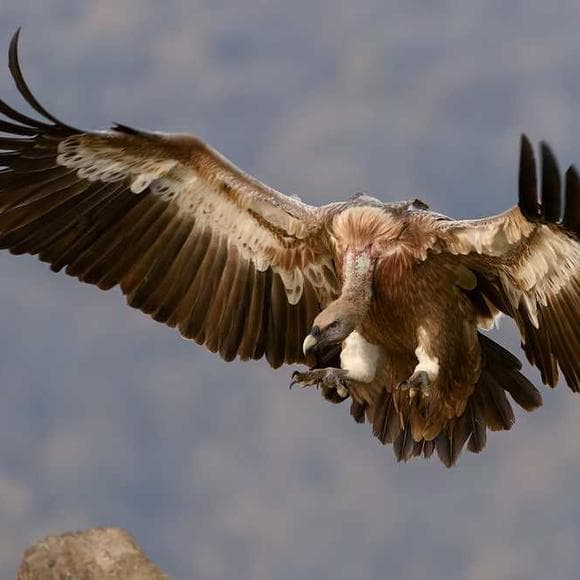 marianne williamson Quotes Flying,Betrayal