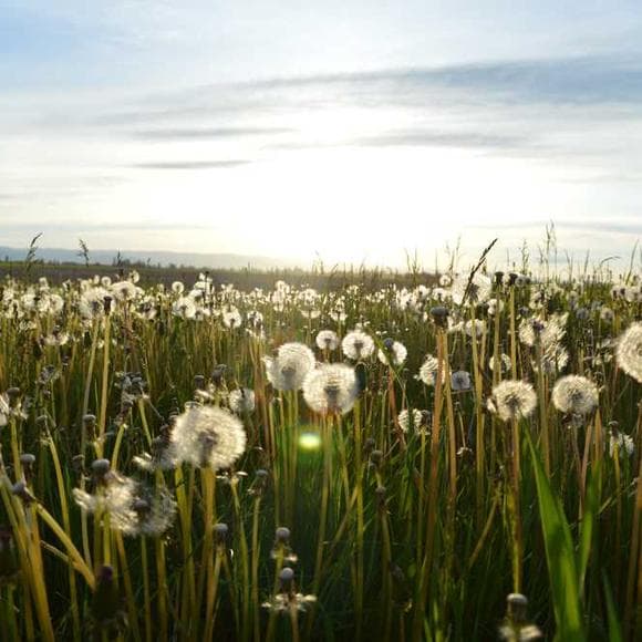 swami vivekananda Quotes Highest,Blades,Grass