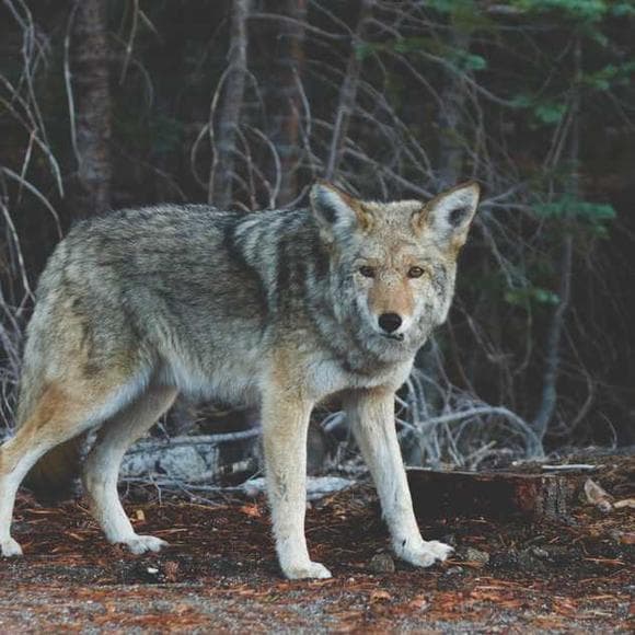 maggie stiefvater Quotes Blood,Sand,Scorpio Races