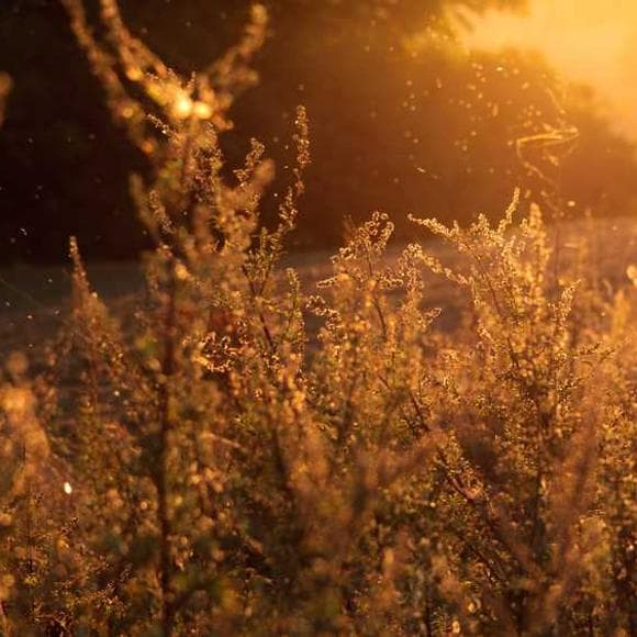 zhuangzi Quotes Broads,Skills,Creation