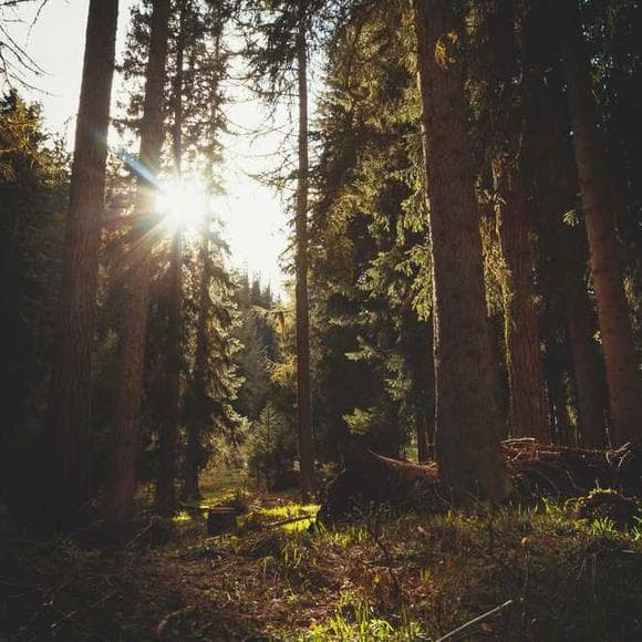 elizabeth barrett browning Quotes Old Trees,Hollow,Carried Away