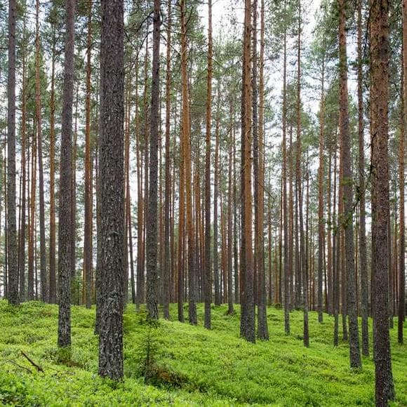 earl nightingale Quotes Our Environment,Improving,Expectations