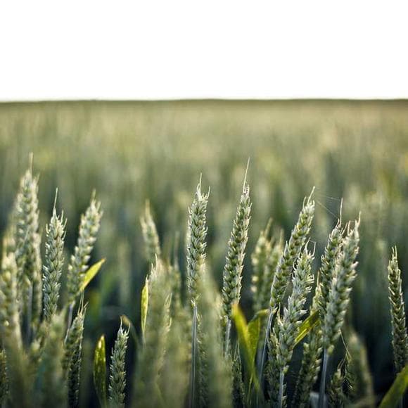 charles spurgeon Quotes May,Fullness,Prayer