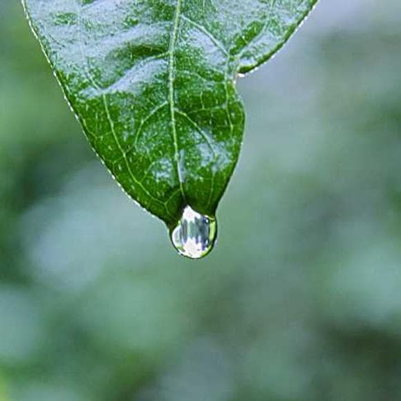 bruce h. lipton Quotes Heal,Healer,Conform