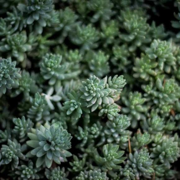 noam chomsky Quotes Separation,Species,Organisms