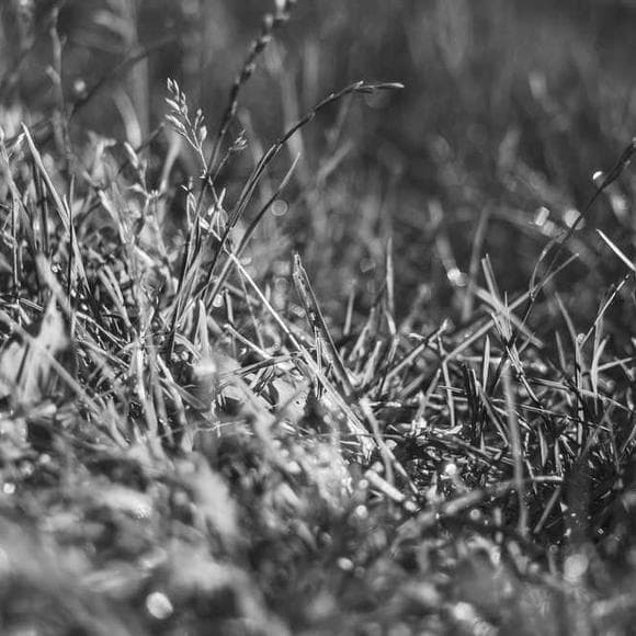 william shakespeare Quotes Liquid,Dew,Contagious