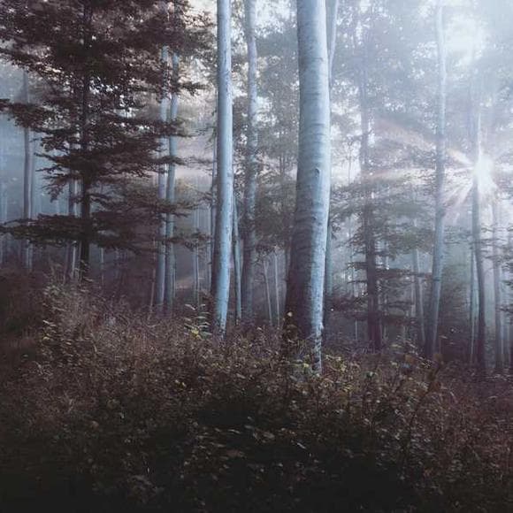robert musil Quotes Fall,Currents,Crystals