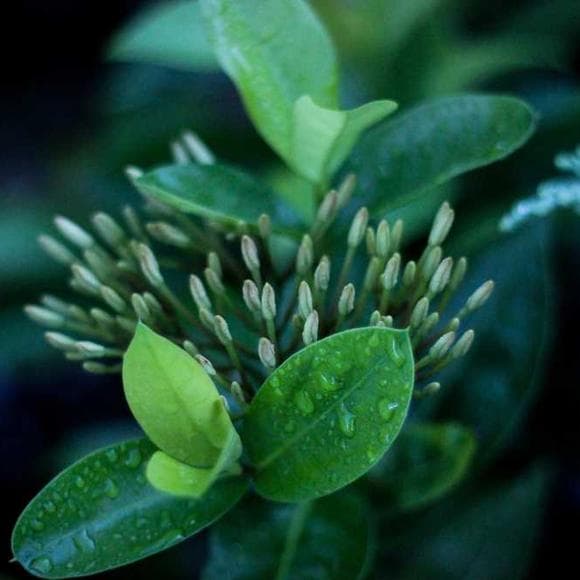 francois de la rochefoucauld Quotes Delicate,Imposition