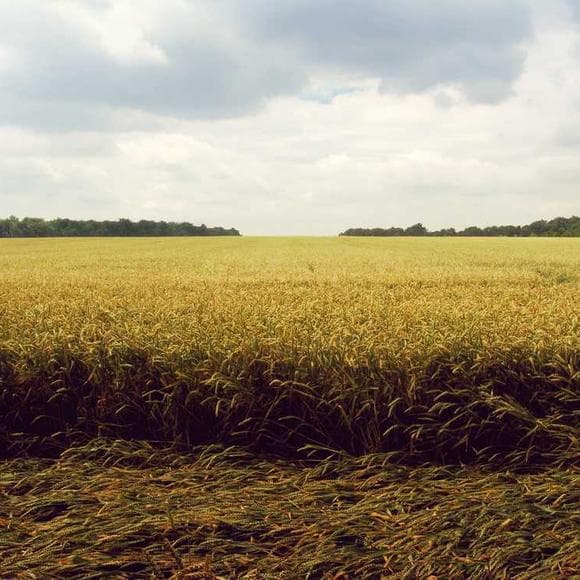 emma thompson Quotes Farmers,Minimum,Trade