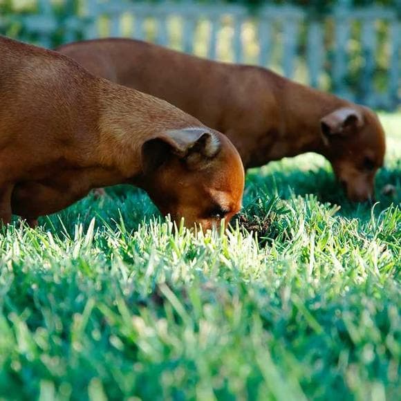 william butler yeats Quotes Dog,Fleas