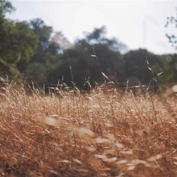 henry david thoreau Quotes Woods,Indian,Foreseen