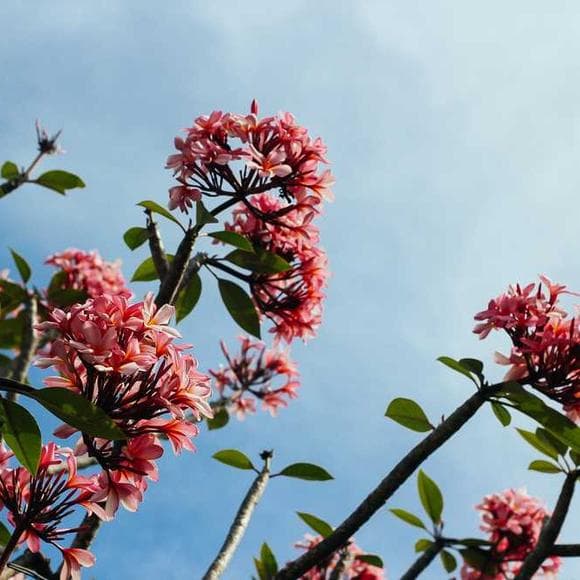 marianne williamson Quotes Heal,Wounds,Illness