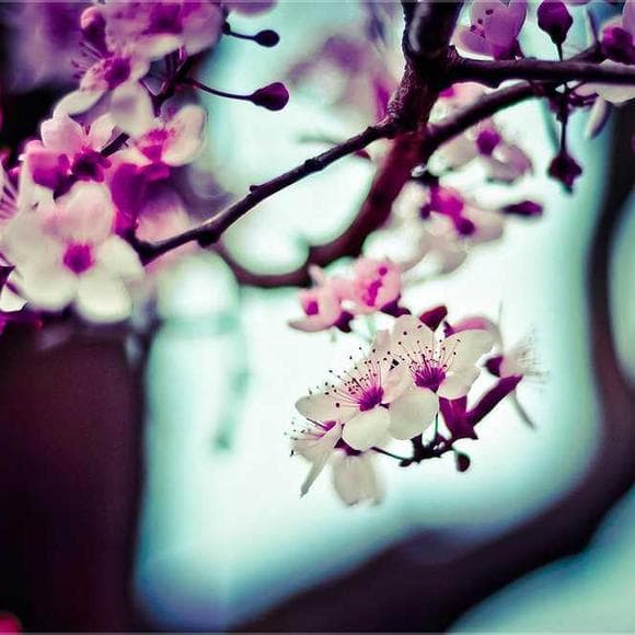 dorothy l. sayers Quotes Wander,Garden,Enticing