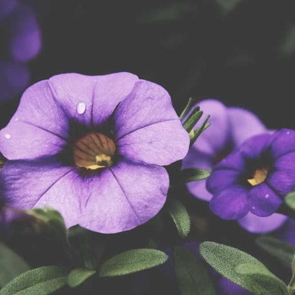 emile m. cioran Quotes Starting Over,Spite,Everyday