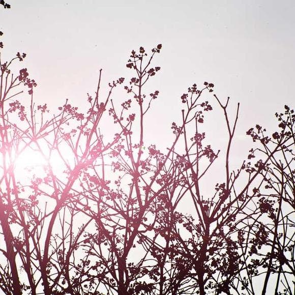 aesop Quotes Lying,Fine Feathers,Fables