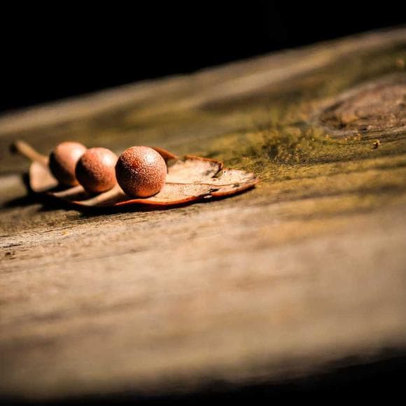 michael shermer Quotes Woods,Meaning Of Life,Scales