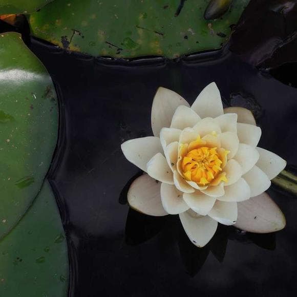 thomas merton Quotes Unity,Fasting,Spiritual