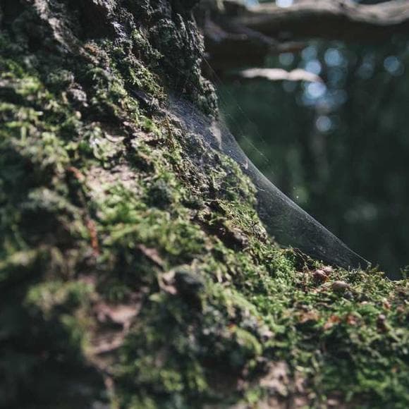 ann brashares Quotes Joy,Roots,Putting Yourself Out There