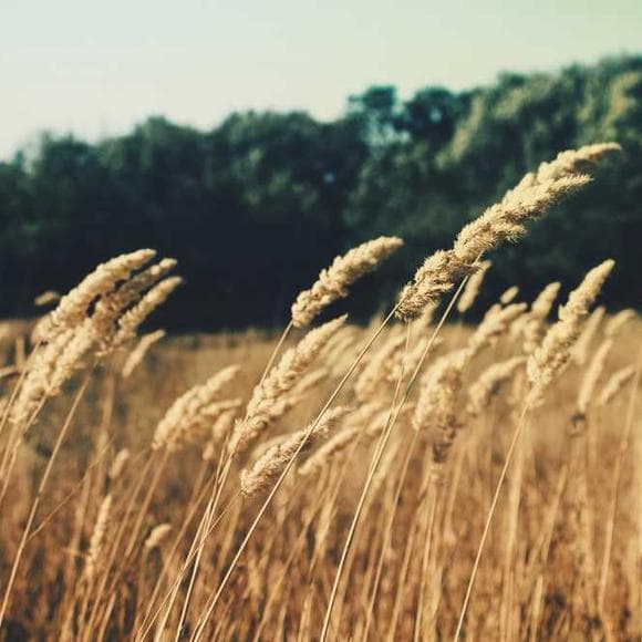 charles spurgeon Quotes Once In A Lifetime