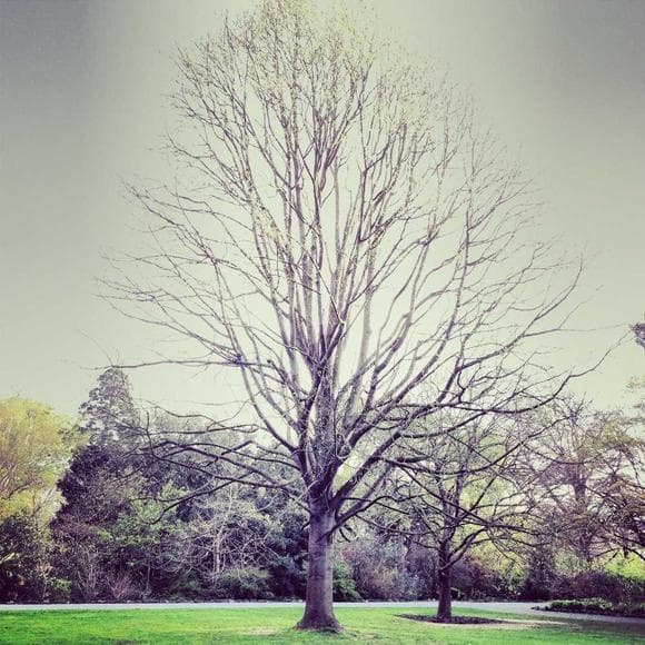 pope benedict xvi Quotes Sunday,Palms,Tree Of Life