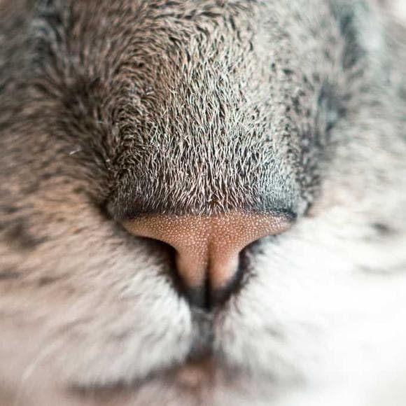 lisa kleypas Quotes Serious,Squirrels