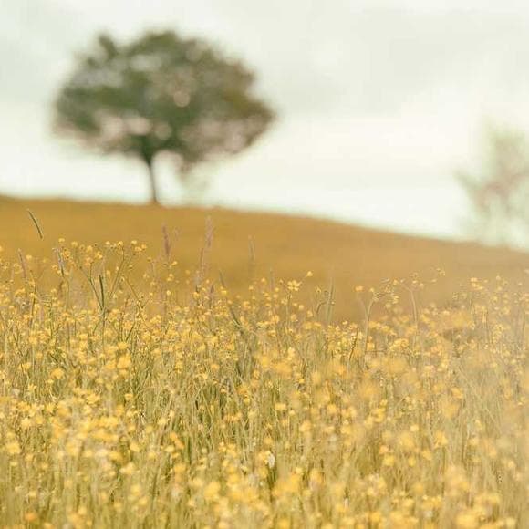 ram dass Quotes Where You Are Going,Wonder,Where You Are