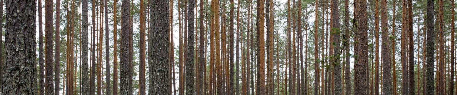 Twin Peaks