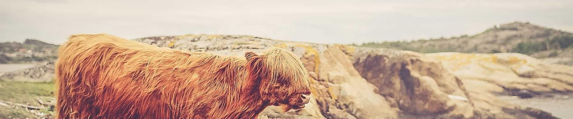 Thoroughbred Horses